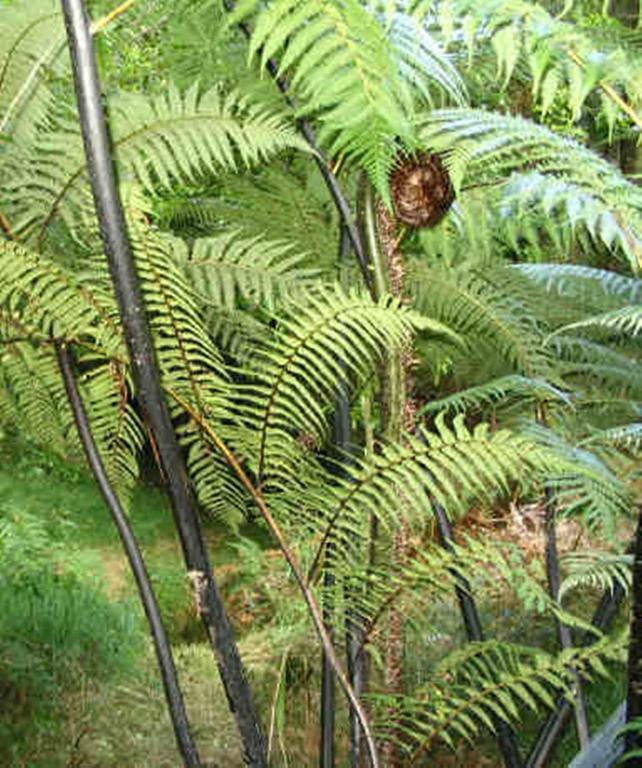 Morepork Riverside Lodge Paihia Exterior foto